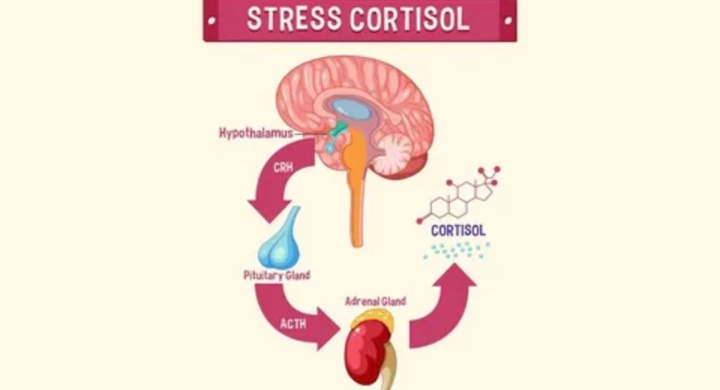 What Is Cortisol